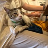 猫好きな猫のための会議。