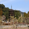 五重塔と蝋梅