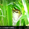 裁縫ができる鳥の生態