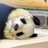 パンダが可愛すぎる！【神戸市立王子動物園】