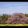 民家のしだれ桜