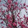 蹴上インクライン 桜 2020 開花？ 読み方は？