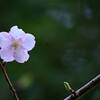 永谷天満宮の寒桜