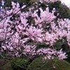 正福寺桜