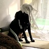 産後 初対面の犬が愛おしくてたまらない！