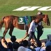 東京競馬場 11R サウジアラビアロイヤルカップ パドック直前予想 ◎6 クラヴァシュドール