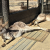 埼玉県立こども動物自然公園（＠東松山）はレア動物を至近距離で観察出来て楽しかったぜ