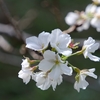 10 月に桜が・・【 砧公園にて 】
