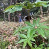 里山は花盛り