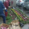 とりどりの花植え替える雨ガッパ