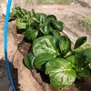 節約暮らし　収穫が遅れた小松菜の三五八漬けと春の畑