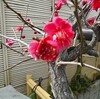 ２月のお茶のお稽古