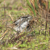 干拓地の鳥を見に行った（２０１８　０３３１）