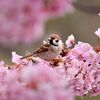 「春の朝」金子みすゞ