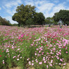 昭和公園コスモスまつり