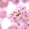 本日、東京の桜（ソメイヨシノ）が満開！気象庁が発表！