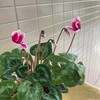 冬の鉢花の女王　シクラメン
