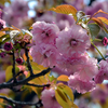 さまざまな桜「妹背（イモセ）」