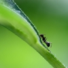 アリに関する雑学！