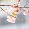 いつもの桜の下でトラブル・・プロのカメラマンは、そんなに偉いのでしょうか・・