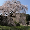 宇陀の「又兵衛桜」2026