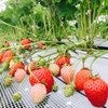 いちご🍓狩り情報5/13(土)開園日