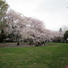 千葉公園の桜（１）護国神社側♪（千葉市中央区弁天）