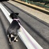 まろにー1786日目