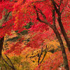 紅葉チェック2015(14)