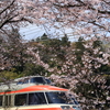 鉄道撮影　小田急線　相武台前－座間　桜と鉄道