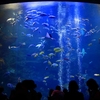 フォト・ライブラリー(393)京都水族館