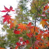 一休寺の紅葉とアントニオ猪木