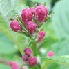 自然からのお便り　新緑に花✨