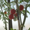 ベランダ菜園