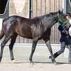 １１日に美浦・奥村武厩舎へ初入厩しています。☆ヴィアルーチェ