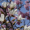 木蓮と横浜緋桜