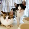 いちのみや地域猫の会 シンママの子猫たち2