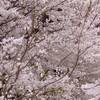 今年の桜日記