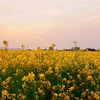 菜の花と夕焼け