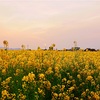 菜の花と夕焼け