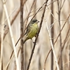 まだ滞在中～の鳥たち