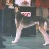 SALUKI 2