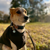 犬の花粉症。