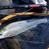 釣り番組の最後の食べる場面は要るのか。