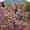 Sun.　八塩いこいの森・黄桜まつり