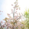 1月の大阪で見た桜