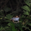 マダガスカルのカエル