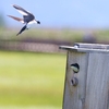 ミドリツバメ(Tree Swallow)