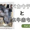 「ベカウティ」と「水牛赤ちゃん」 ~ Part１ ~