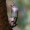 神戸森林植物園。オオルリ（幼鳥）、キビタキ、エゾビタキ、コサメビタキ、コゲラ、ヤマガラ、ソウシチョウ、ホオジロ、メジロ。ニホントカゲ。
